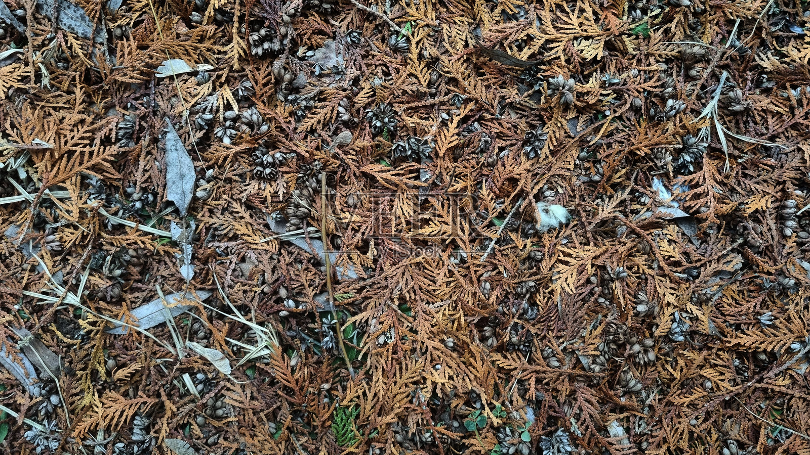 落在地上的落杉树叶。自然纹理作为背景。照片摄影图片