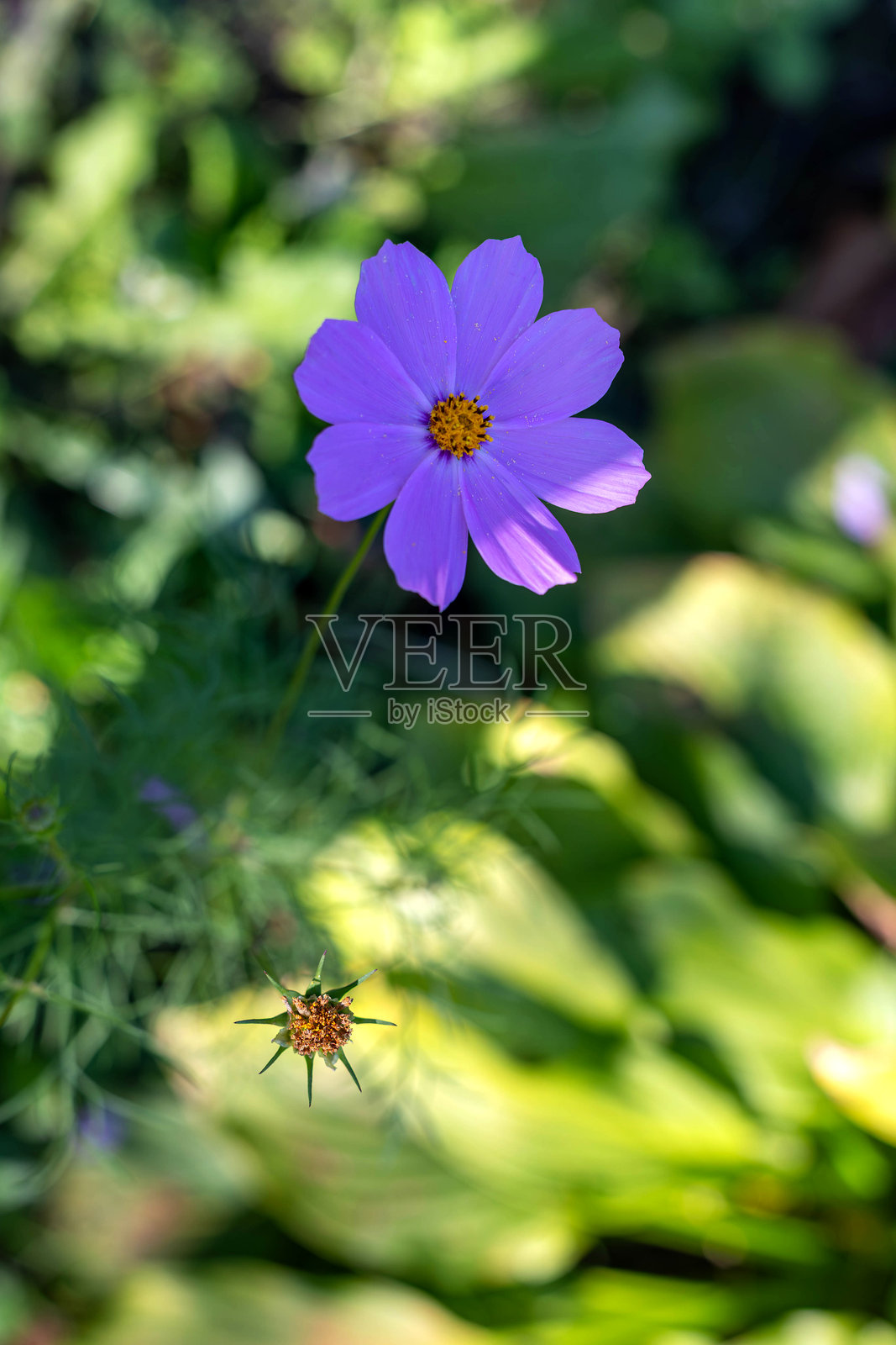 阳光下盛开的紫色大波斯菊特写。鲜艳的紫色大波斯菊中央有黄色花心,周围环绕着绿色叶子和自然阳光。照片摄影图片