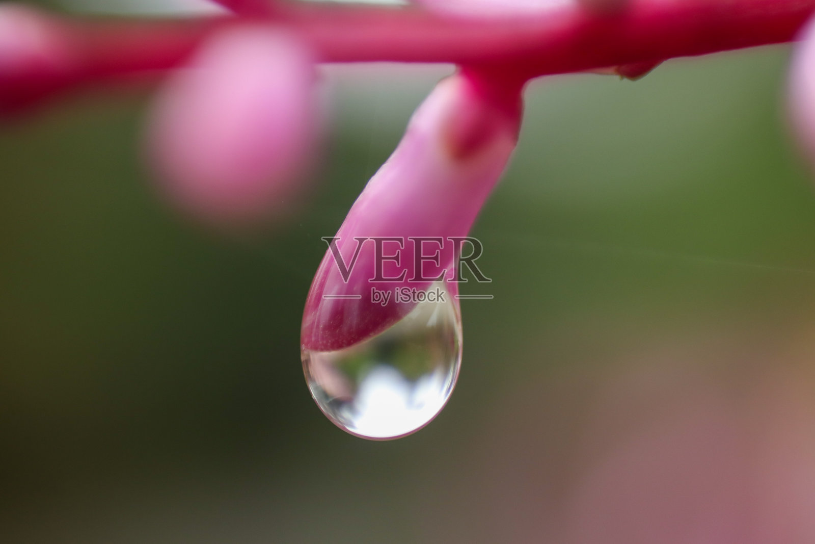 粉色花蕾上的水滴特写照片摄影图片