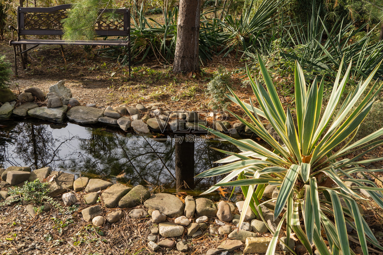 宁静的花园场景,石边池塘、装饰性长椅和郁郁葱葱的绿植,前景中有色彩斑斓的丝兰。照片摄影图片