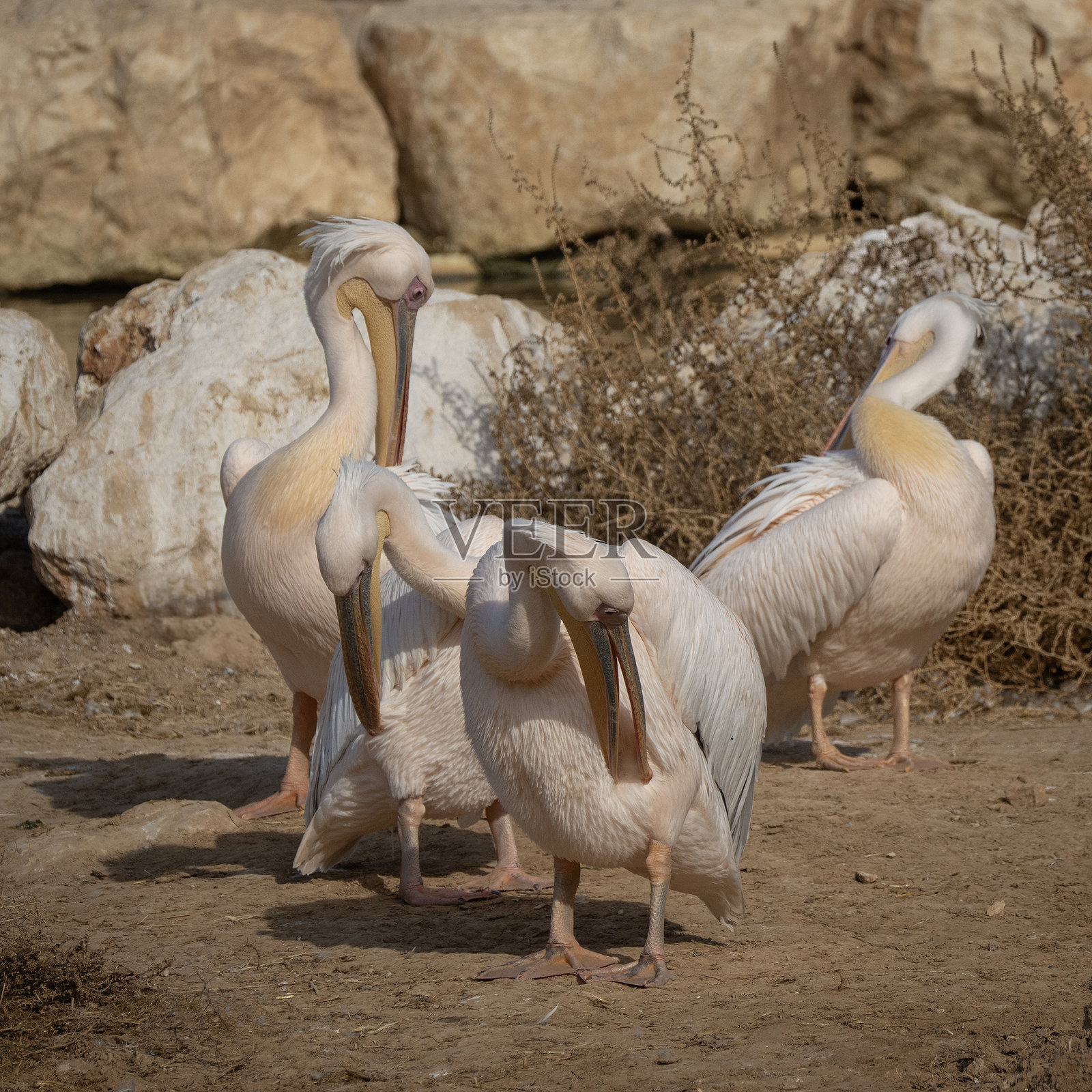 鹈鹕在梳理羽毛照片摄影图片