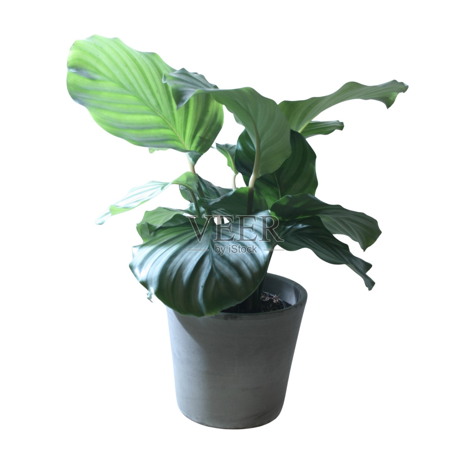 无背景的室内植物,室内丛林,白色背景照片摄影图片