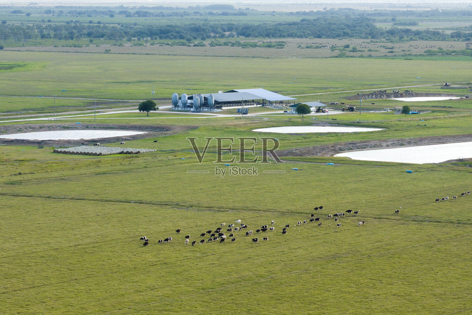 佛罗里达农场牧场上正在吃草的奶牛。农田草地上的牛只喂养。照片摄影图片