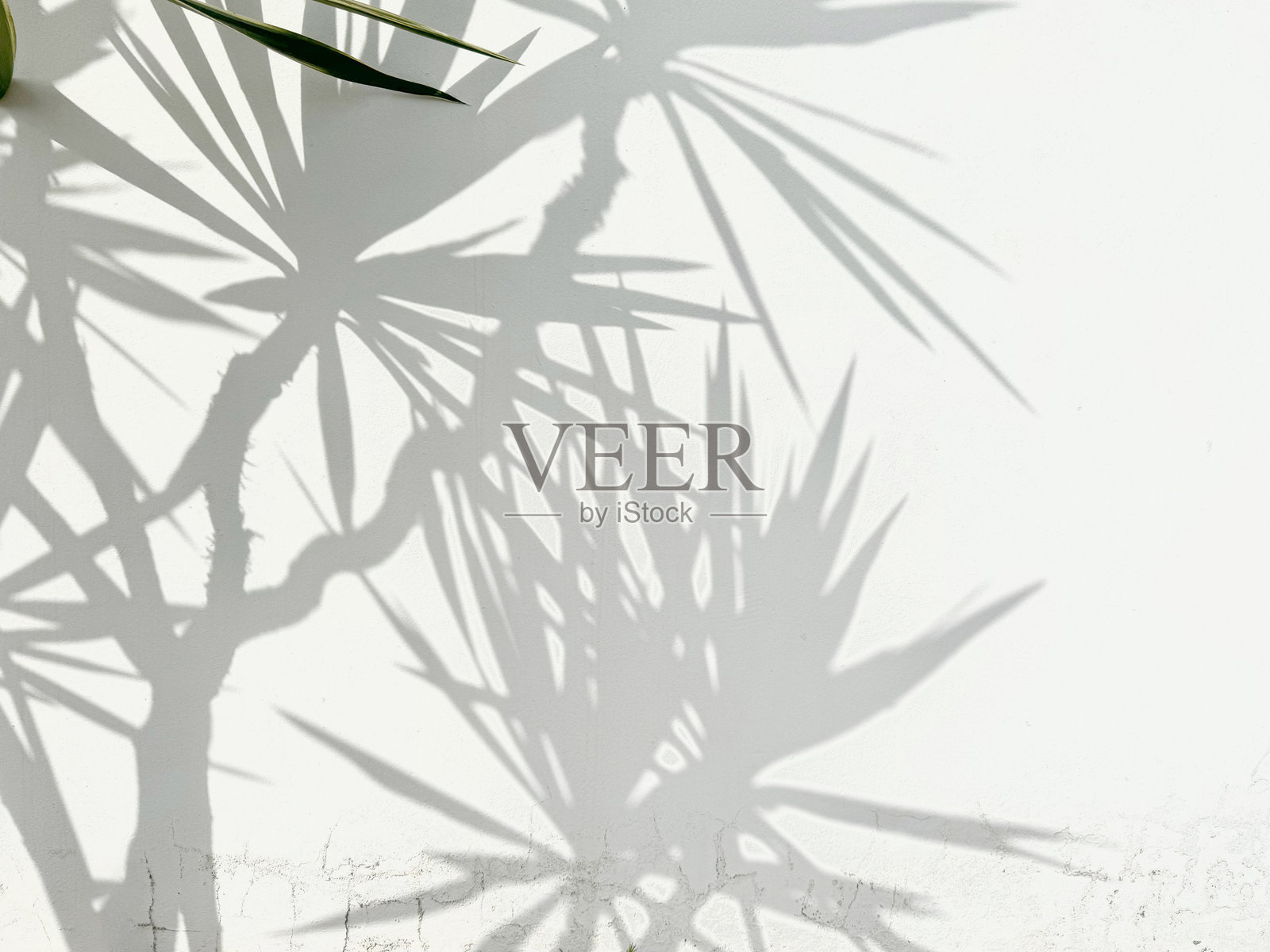 白墙上的棕榈叶阴影。用于设计的抽象背景。照片摄影图片