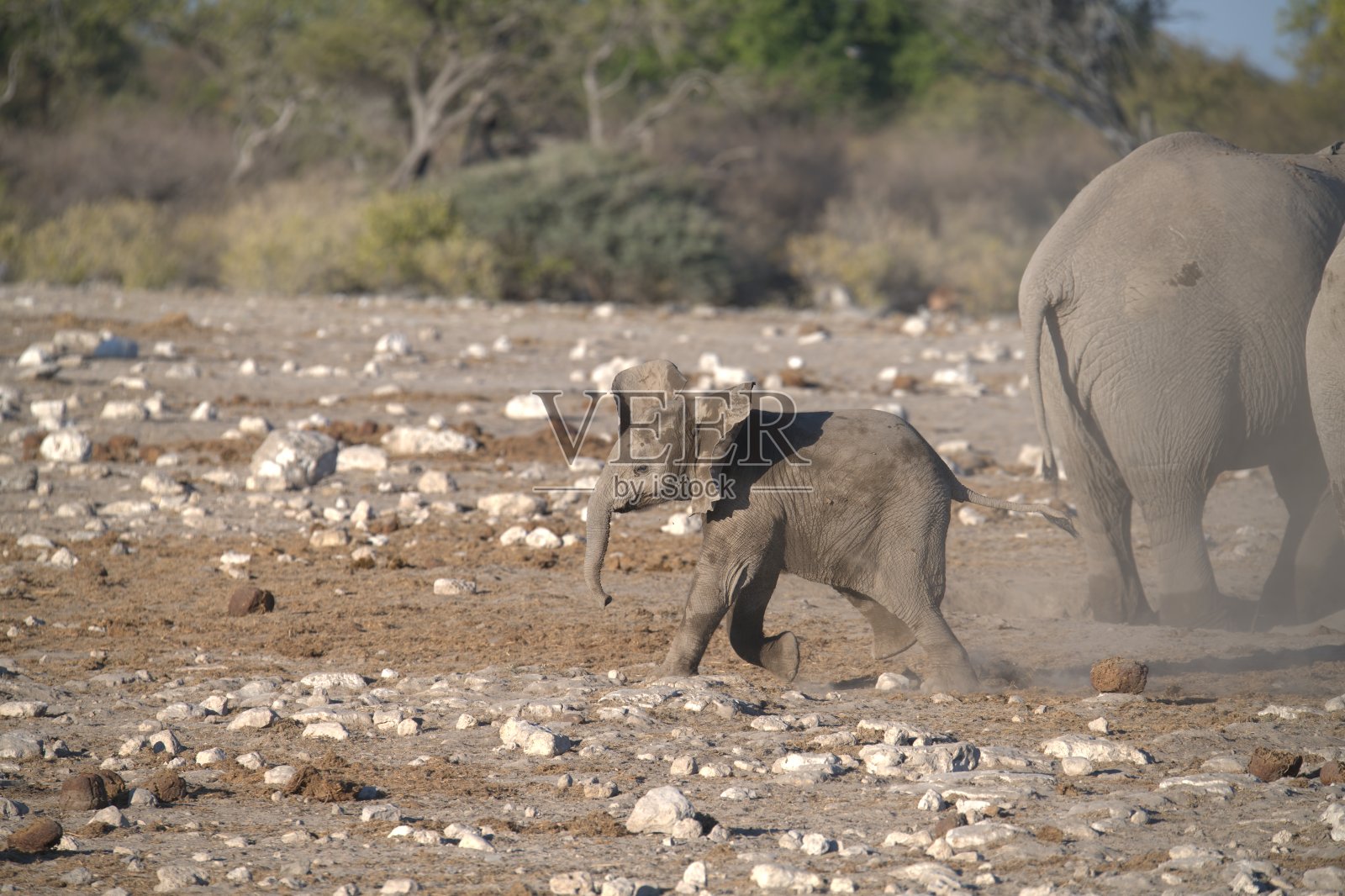 温柔的巨人用泥巴降温 - 非洲动物照片摄影图片