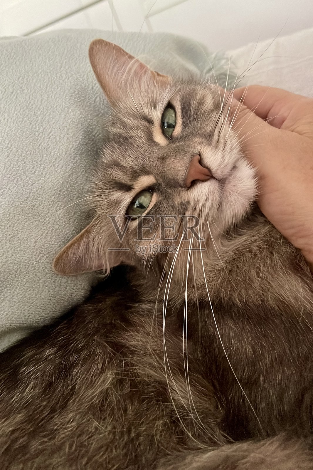 人手轻柔地抚摸一只放松的猫的脸照片摄影图片