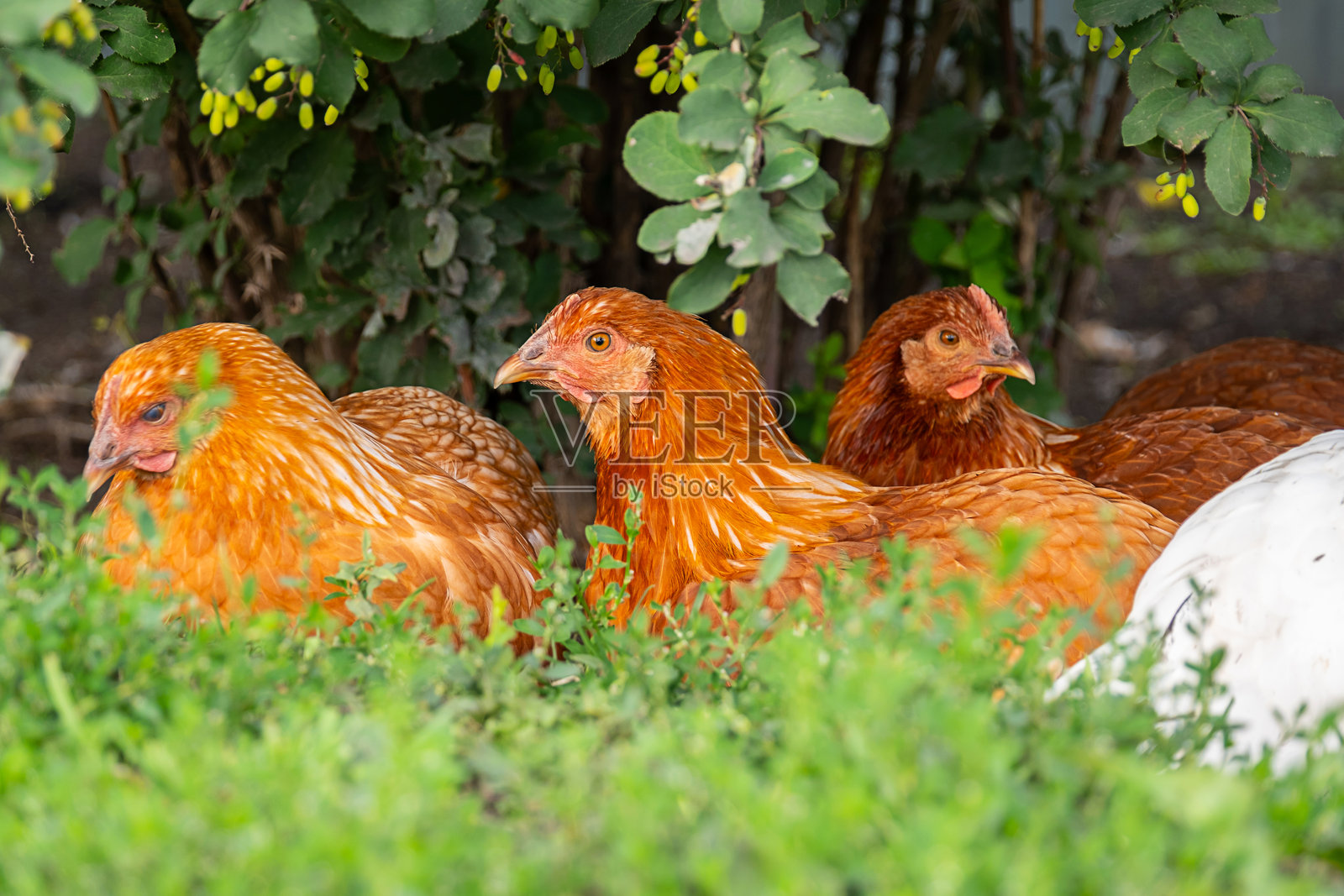 一群棕色母鸡在花园的绿草上休息。照片摄影图片