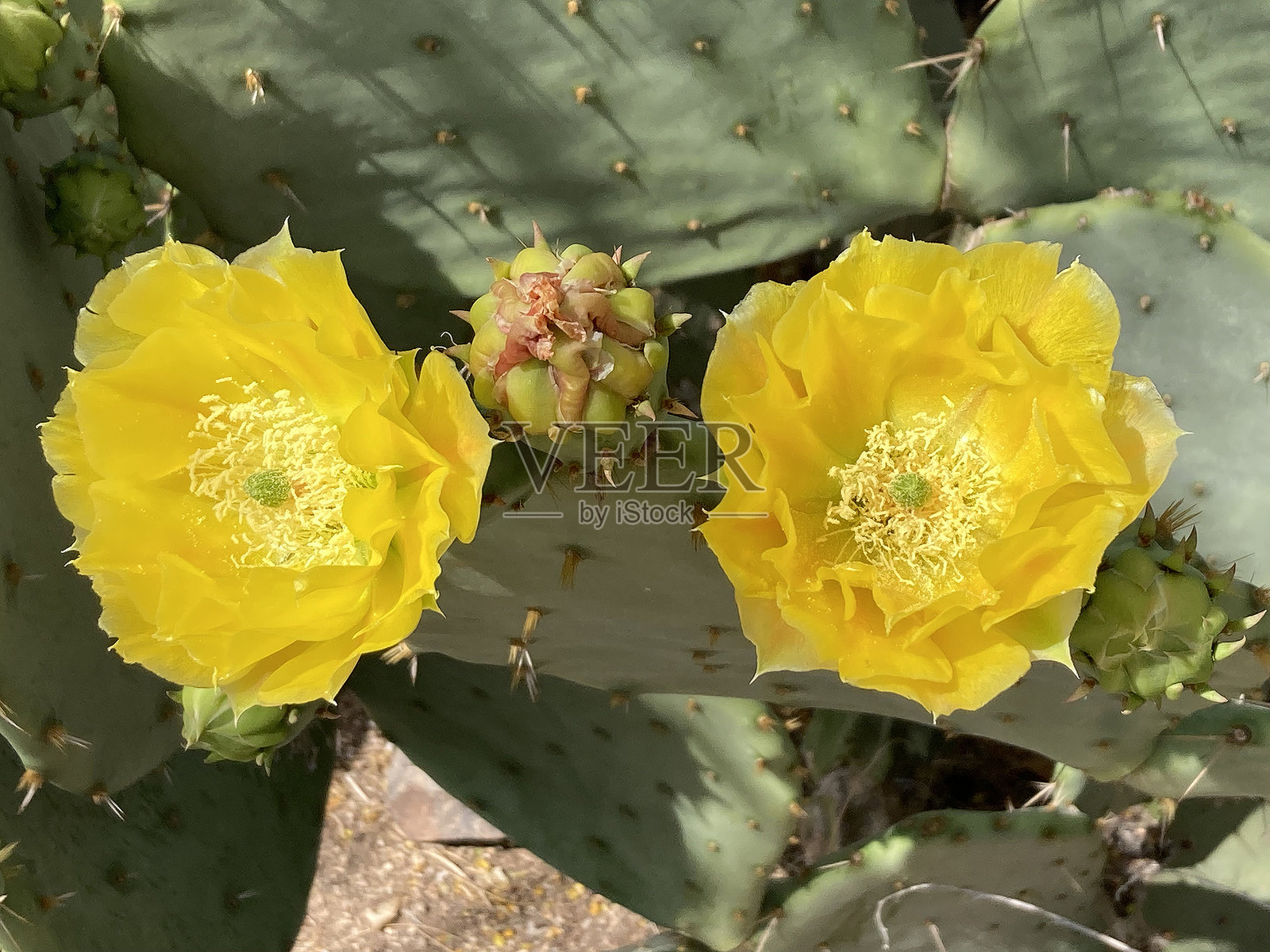亚利桑那州的仙人掌垫上盛开的花朵照片摄影图片