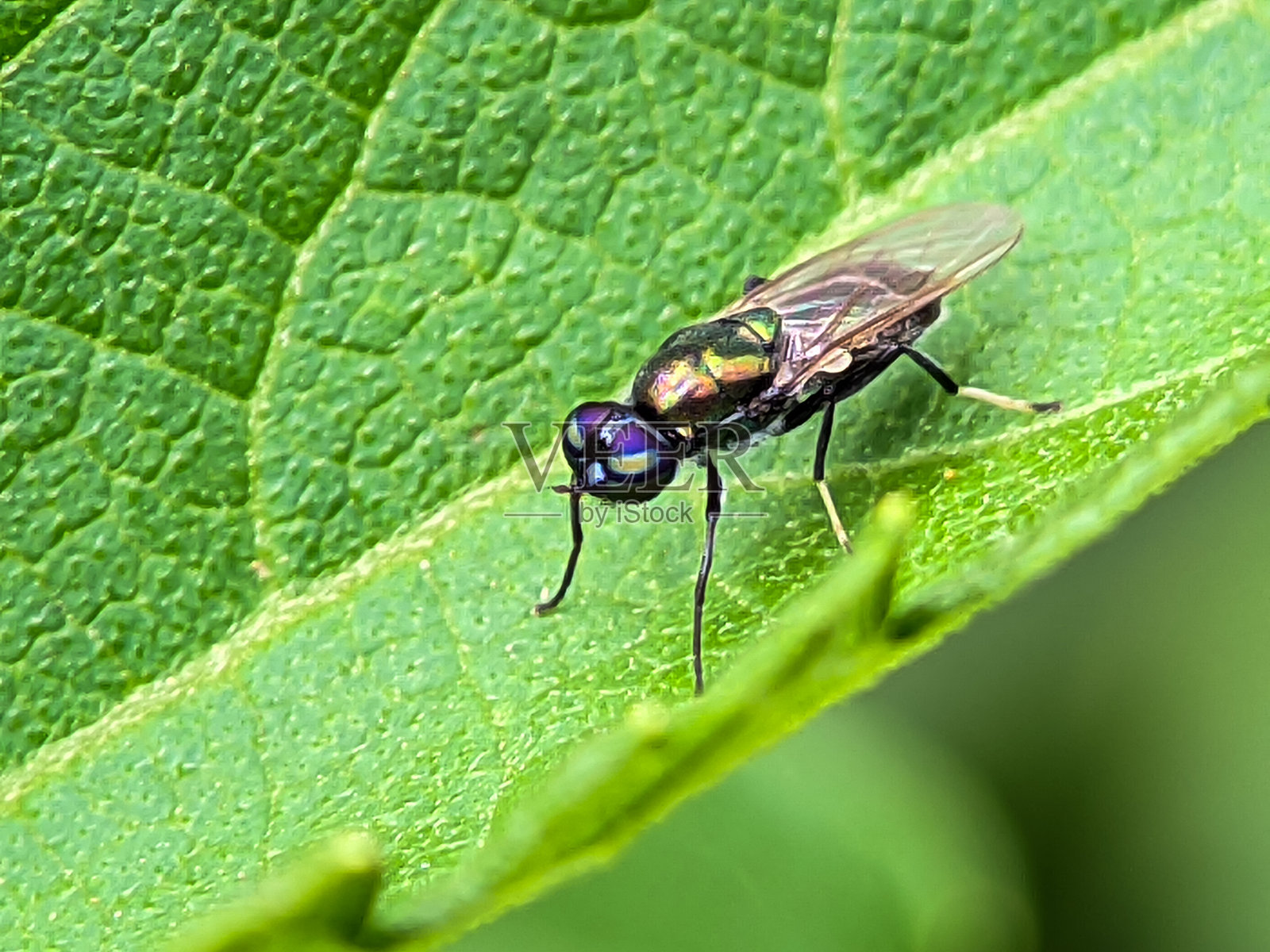 详细的士兵苍蝇(Hermetia illucens)金属身体照片摄影图片