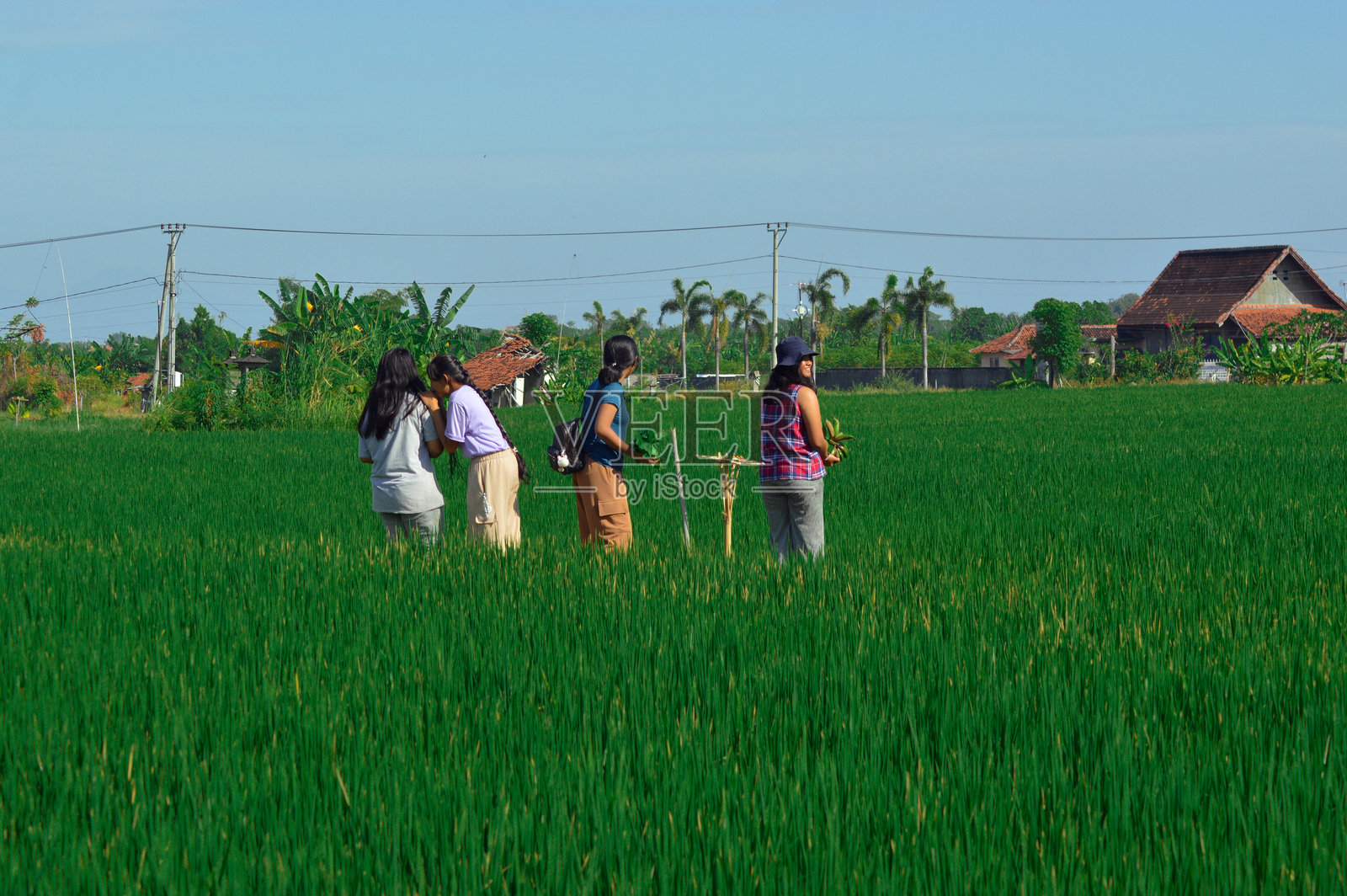 少女们在稻田交叉口停下,周围是丰收的景象照片摄影图片