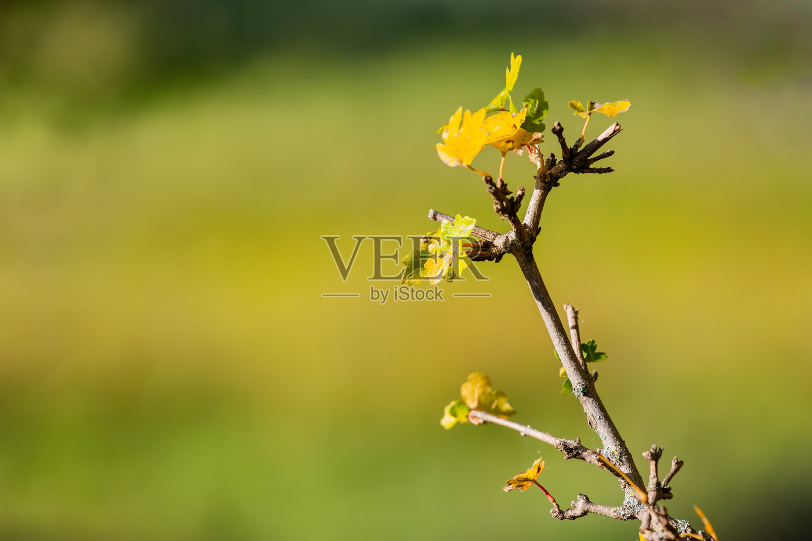 秋天树枝特写,挂满了落叶照片摄影图片