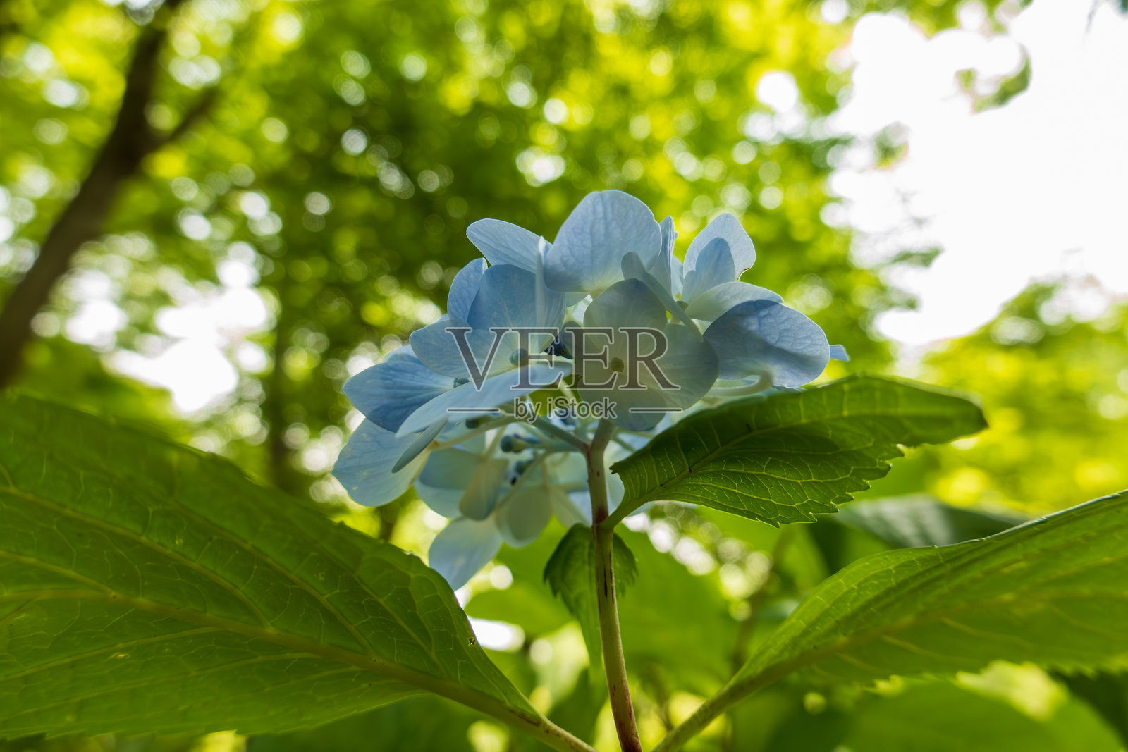 夏日阳光下的蓝色绣球花盛开照片摄影图片