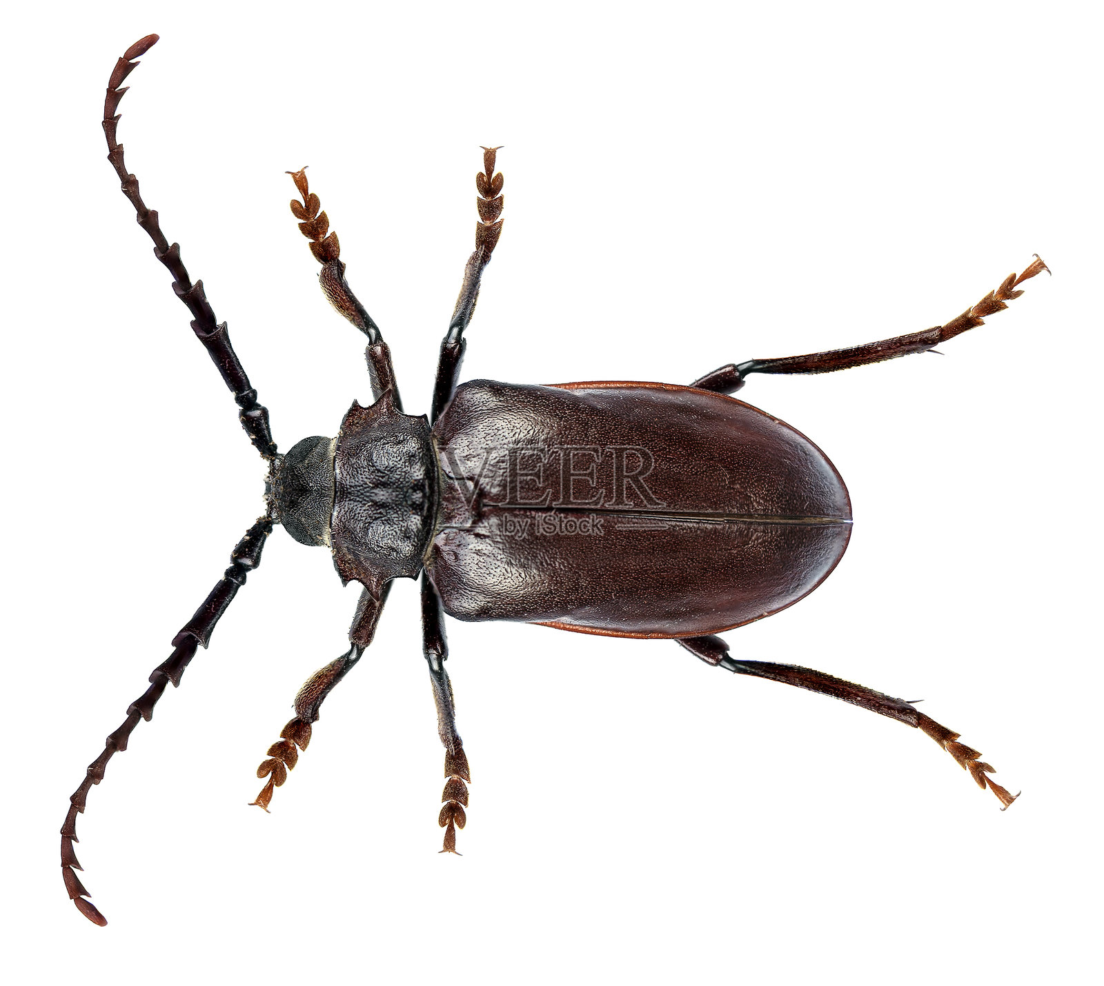 长角甲虫雄性,贝西卡努斯长角甲虫照片摄影图片