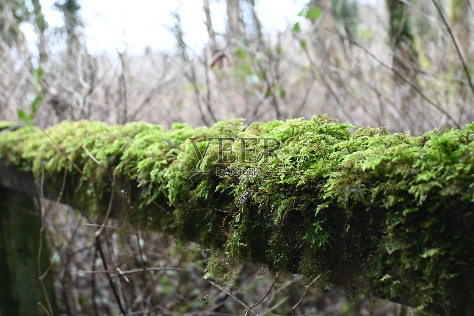 郁郁葱葱、生机勃勃的绿色苔藓覆盖在风化的木头上,营造出宁静森林中的迷人景观。照片摄影图片