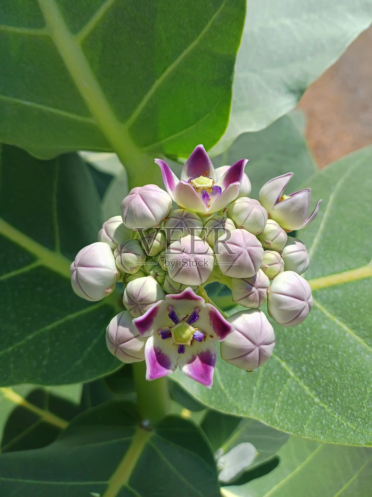 索多玛苹果,白毒马利筋照片摄影图片