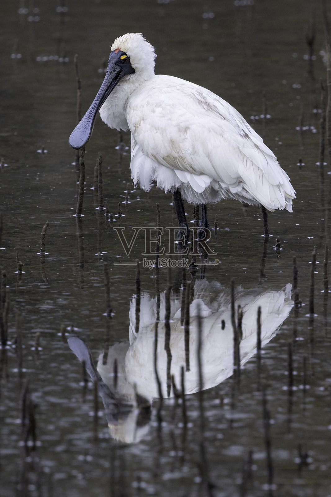 皇家勺嘴鹭(Platalea regia),纳鲁马,新南威尔士州 2025年6月照片摄影图片