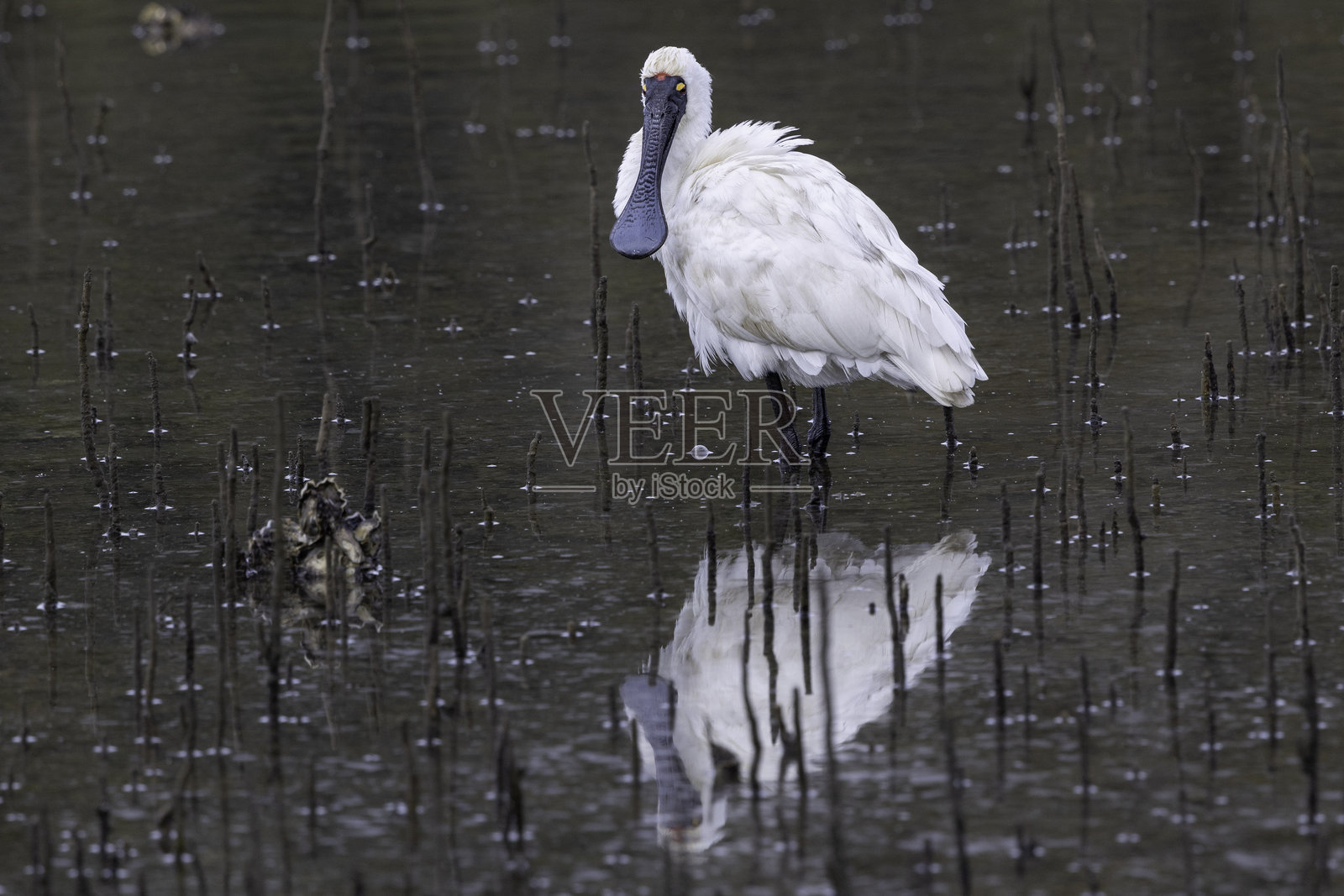 皇家勺嘴鹭(Platalea regia),纳鲁马,新南威尔士州 2025年6月照片摄影图片