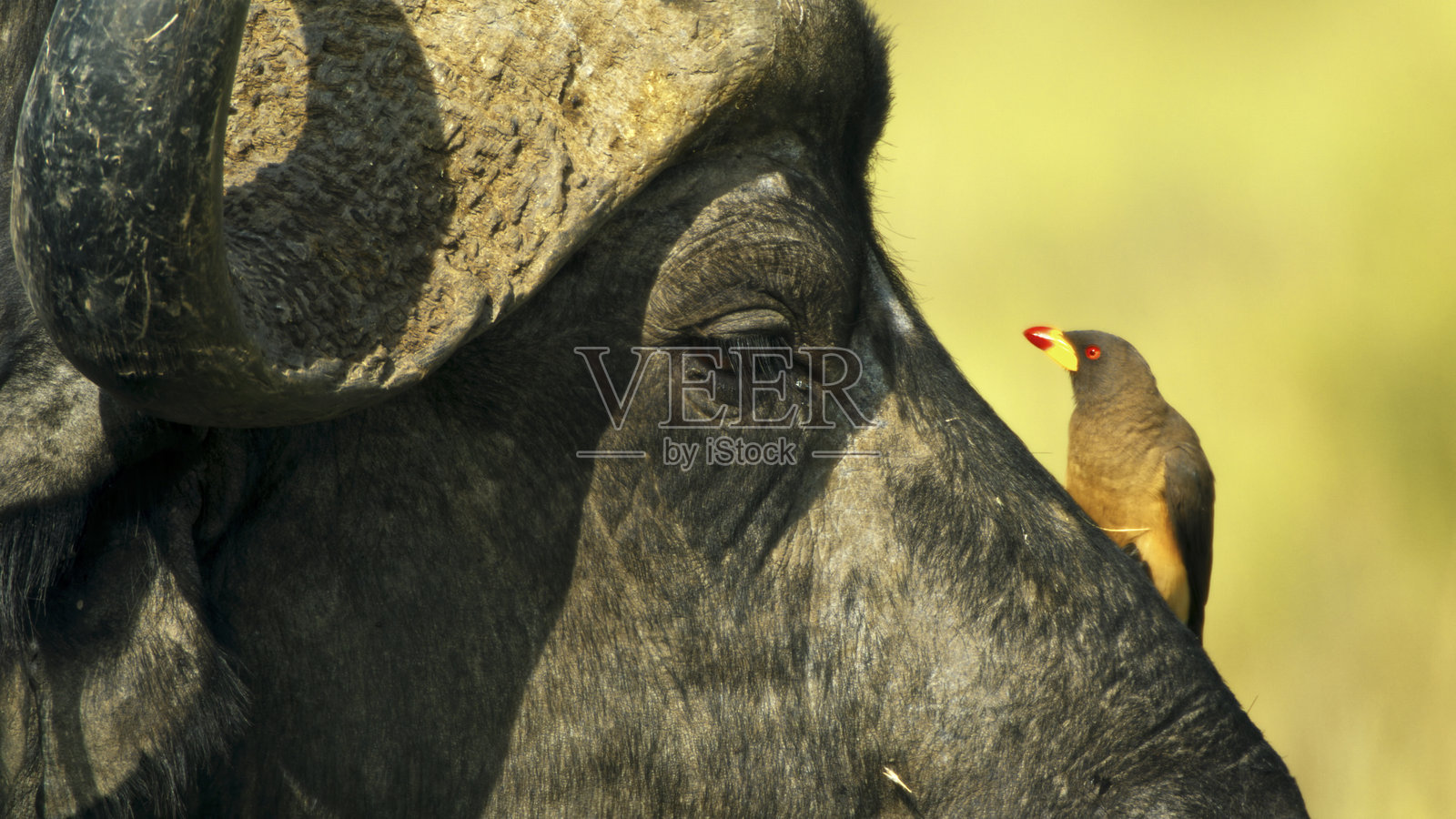 鸟与非洲水牛之间的共生互动照片摄影图片
