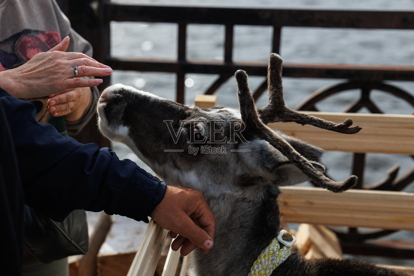 驯鹿与游客互动的特写视角照片摄影图片