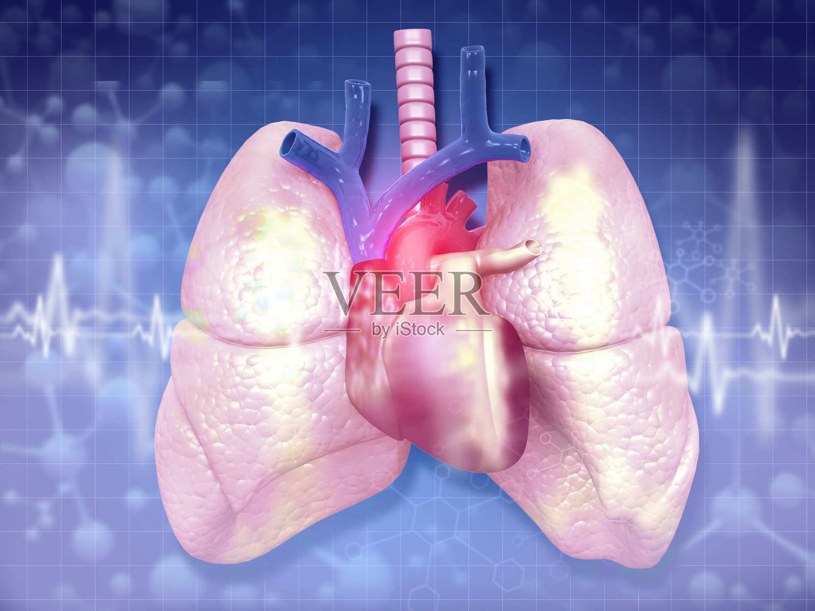 人类心脏与肺部,呼吸系统解剖图照片摄影图片