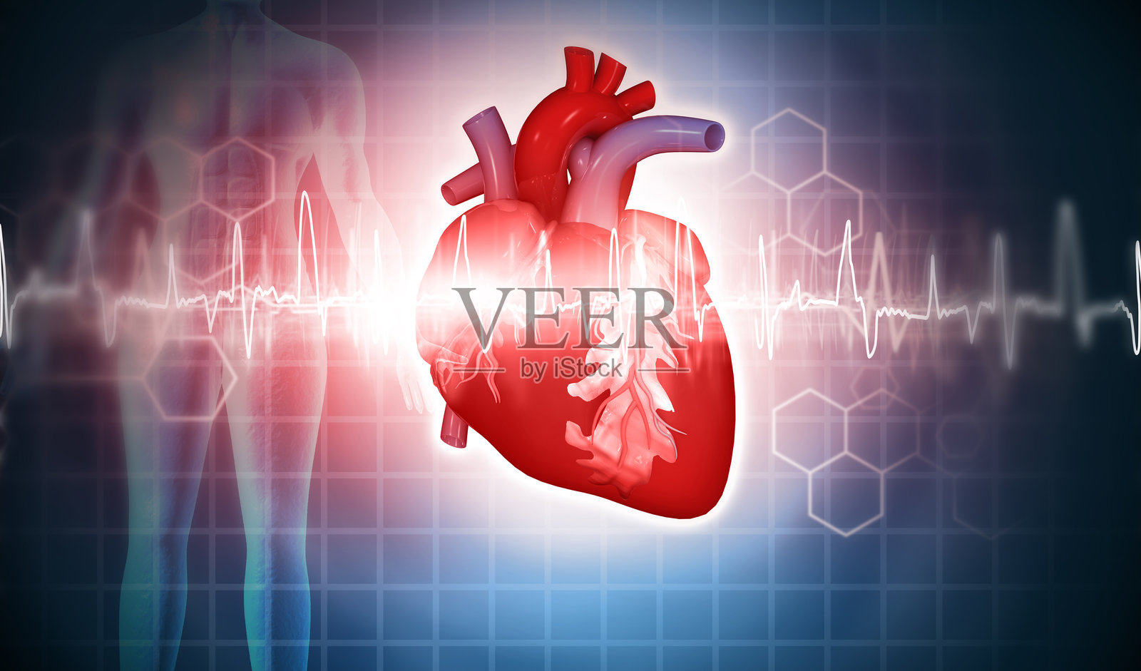 人类心脏与心电图、心跳波形图。照片摄影图片