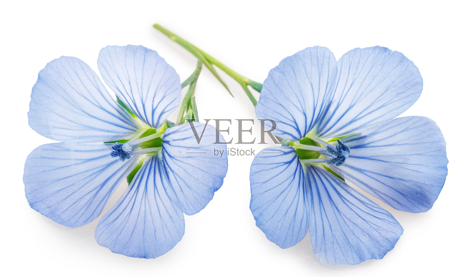 蓝色亚麻花和亚麻籽,背景为白色。文件包含抠图路径。照片摄影图片