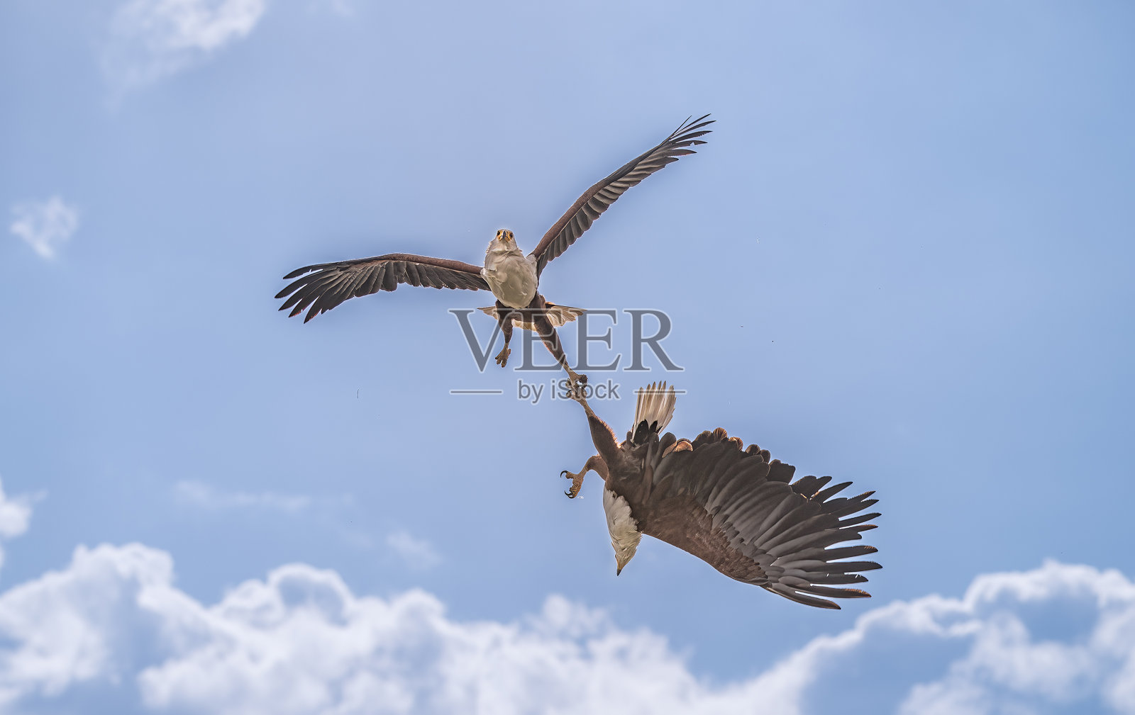 鱼鹰照片摄影图片