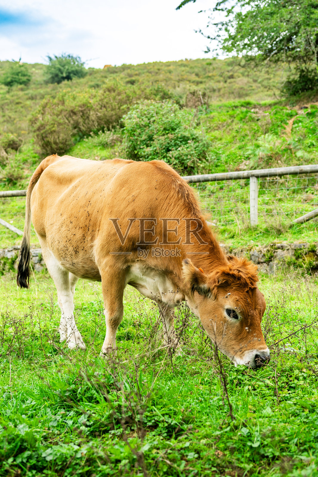 泽西奶牛在绿色牧场上安静地吃草照片摄影图片
