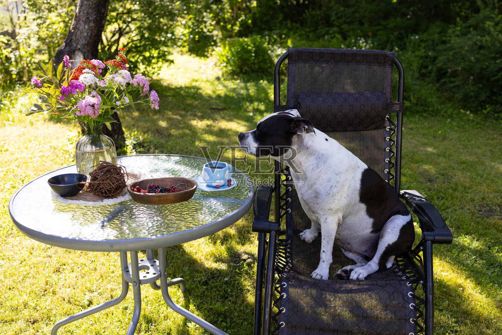 一只黑白相间的美国梗坐在绿草坪上的椅子旁边的桌子旁。照片摄影图片