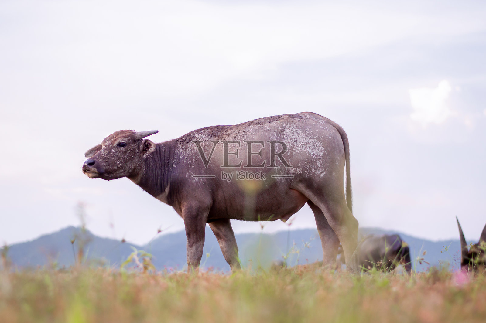 泰国水牛在宽阔的田野上行走照片摄影图片