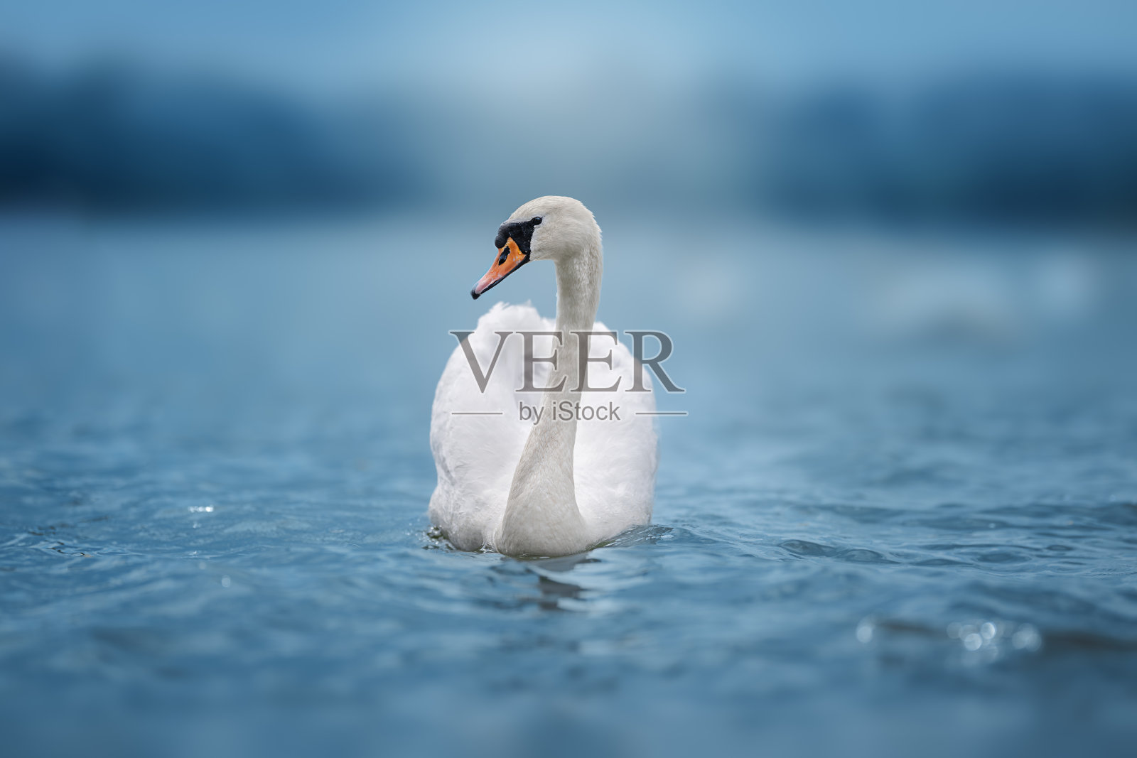 优雅的白天鹅在宁静的蓝色湖面上优雅地游动,象征着自然中的纯洁、美丽与宁静。照片摄影图片