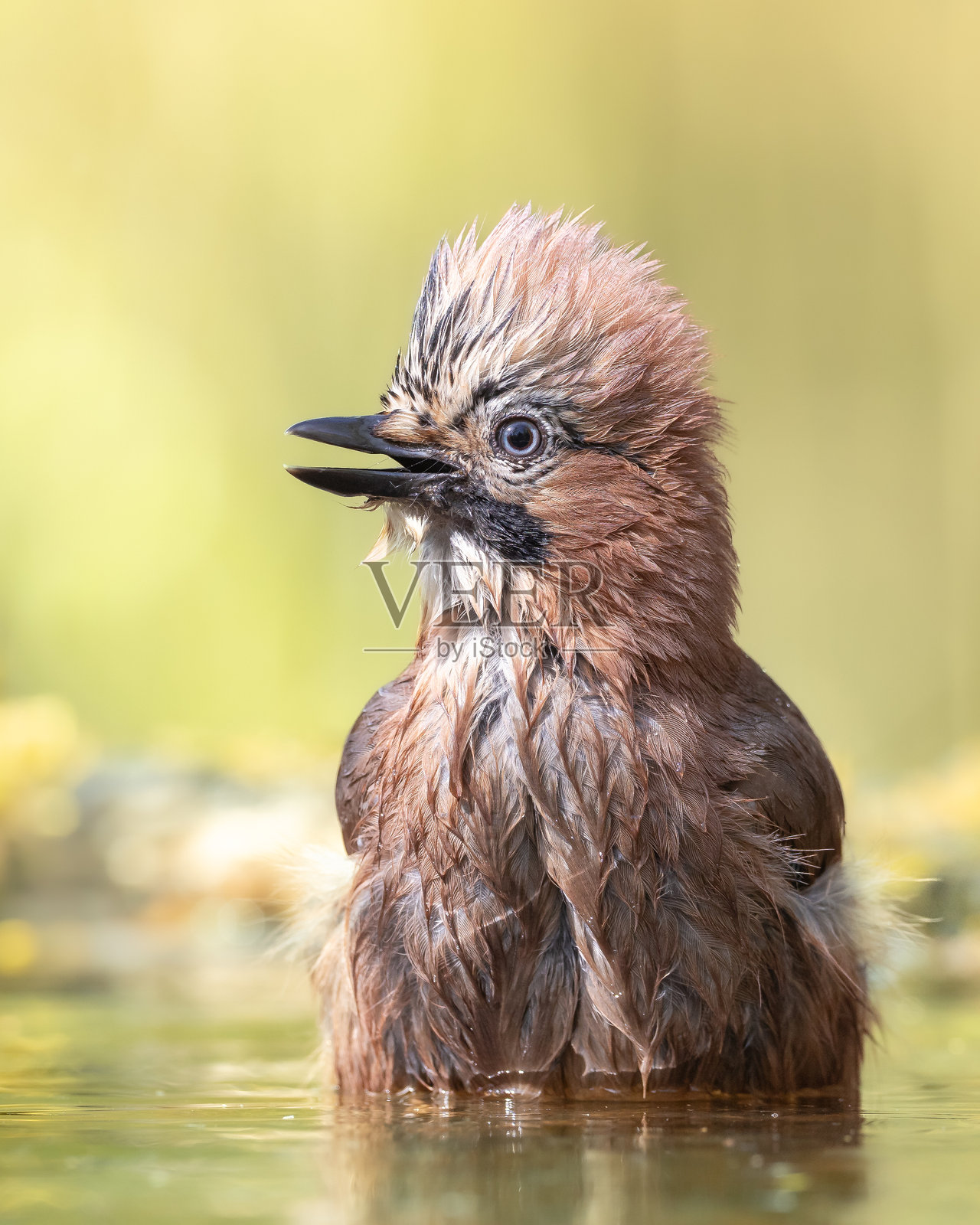 鸟 - 欧亚松鸦(Garullus glandarius),在森林水池中洗澡,夏季波兰欧洲照片摄影图片
