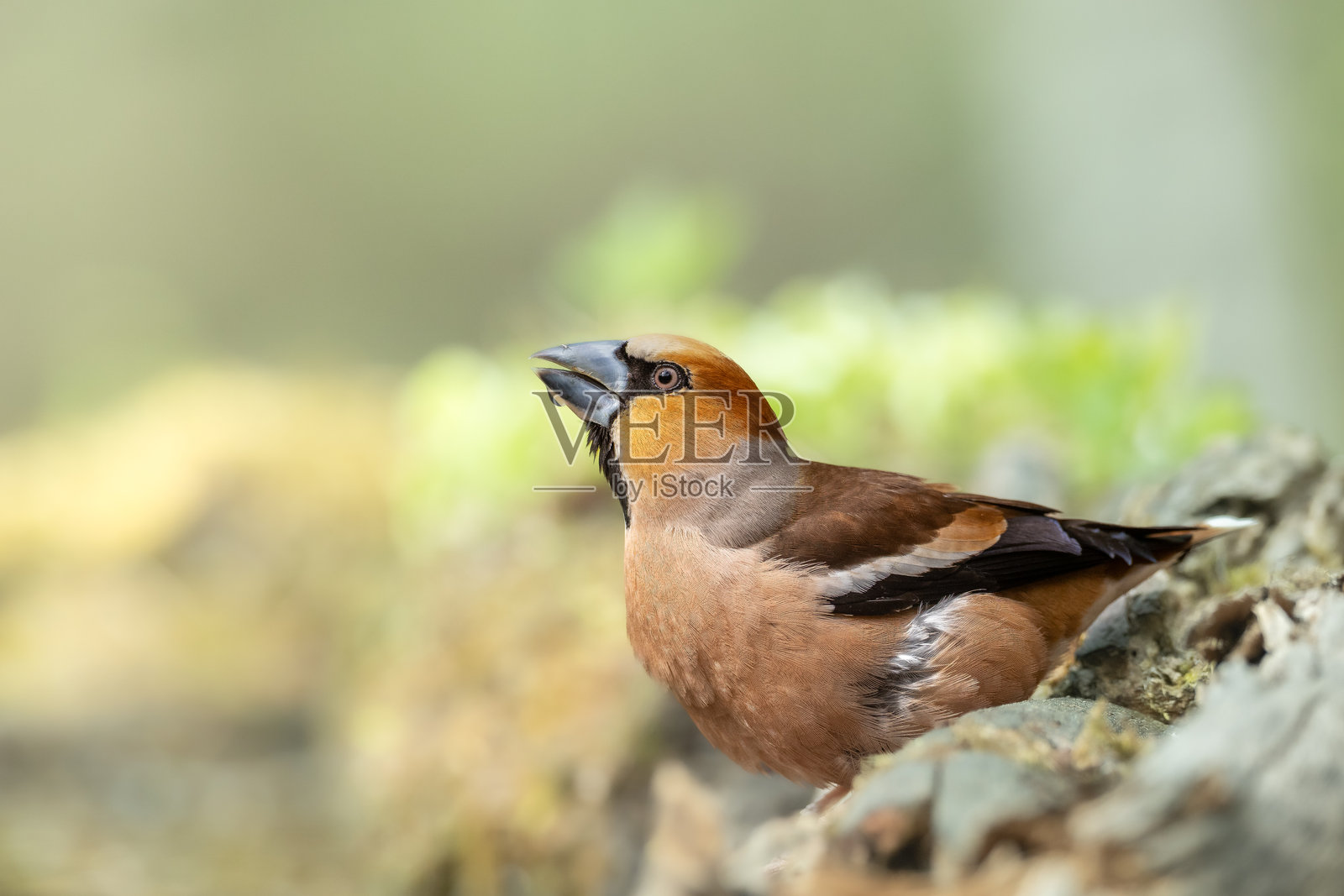鸟类:红头雀(Coccothraustes coccothraustes),令人惊叹的鸟,绿色背景,波兰欧洲的森林中。照片摄影图片