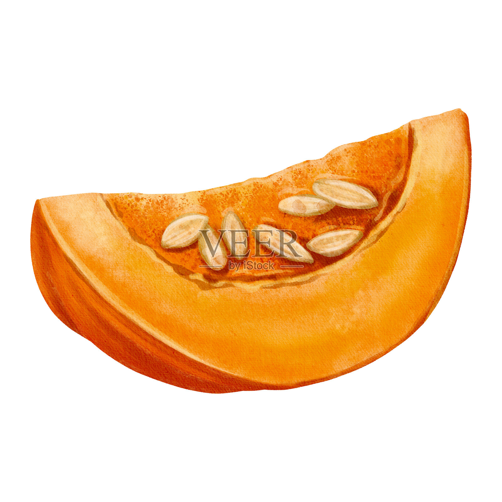 一片多汁的南瓜,带有可见的种子,采用细腻的水彩手绘风格。非常适合秋季、烹饪或插画图片素材