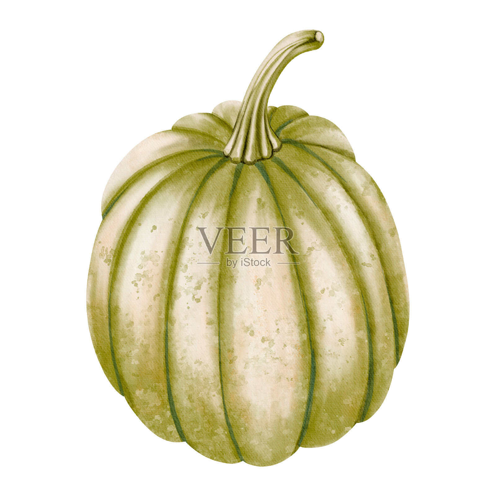 精致水彩风格的绿色南瓜插图。非常适合秋季布置、农作物主题和乡村装饰。插画图片素材