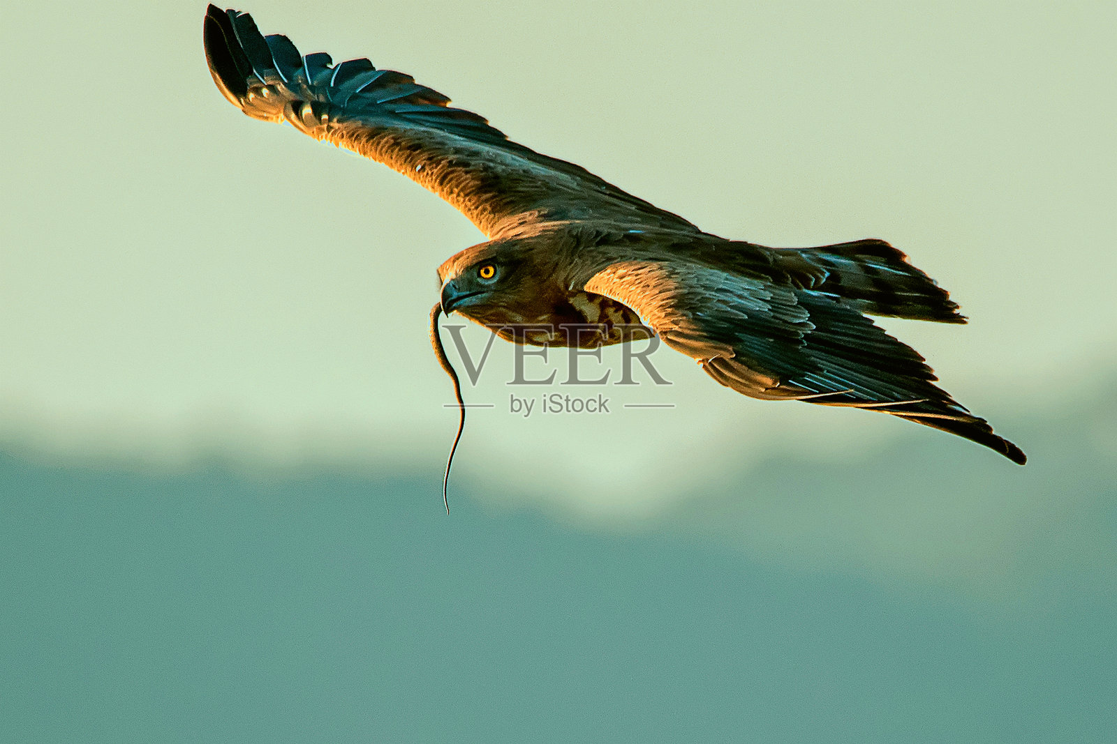 短趾鹰,位于卡索尔拉、塞古拉和拉斯维利亚斯自然公园。照片摄影图片