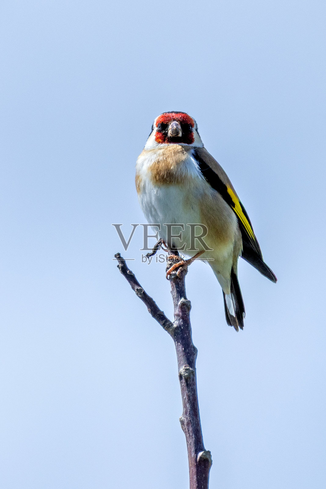 都柏林(爱尔兰)的欧洲金翅雀(Carduelis carduelis)照片摄影图片