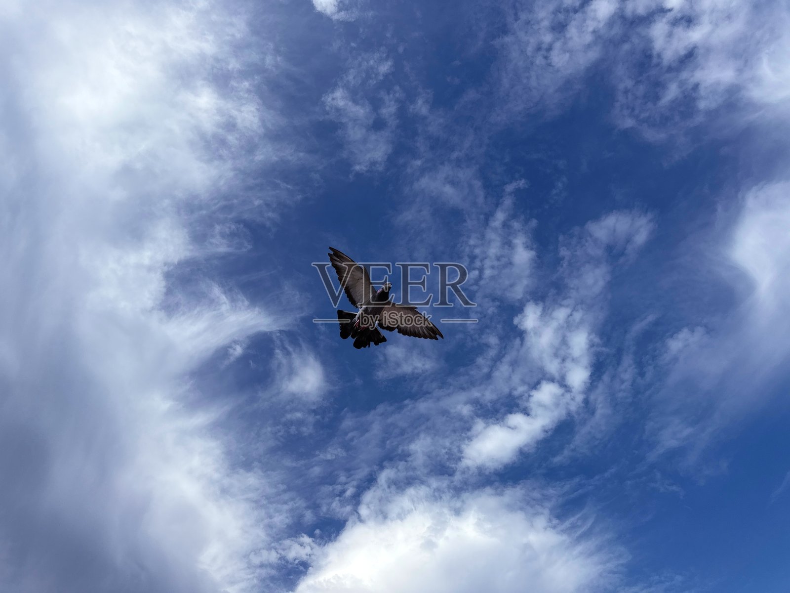 鸽子在天空的云朵中飞翔。照片摄影图片