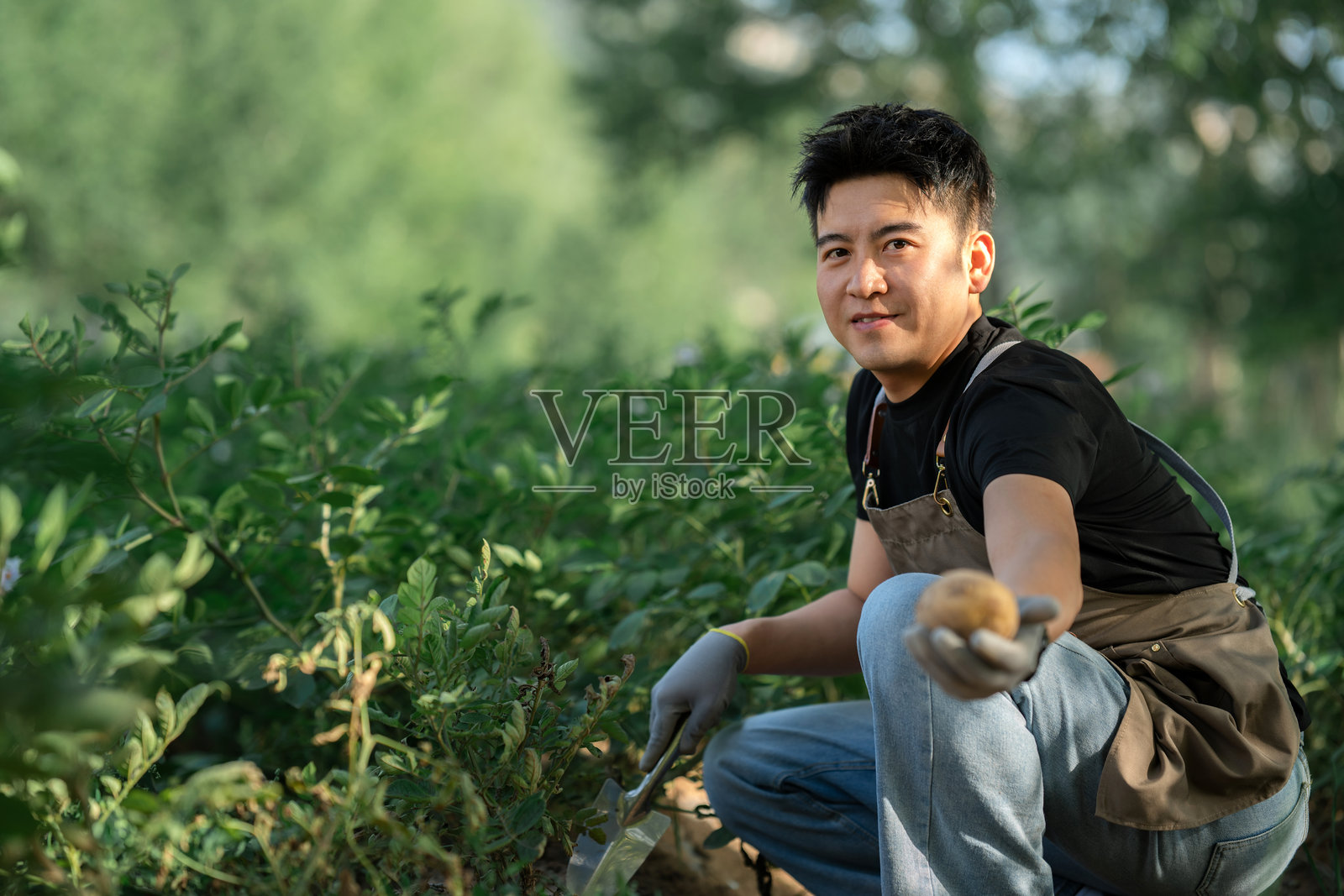 亚洲男子在菜园里收获土豆照片摄影图片