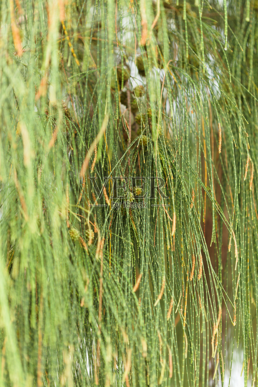 马尾松的球果照片摄影图片