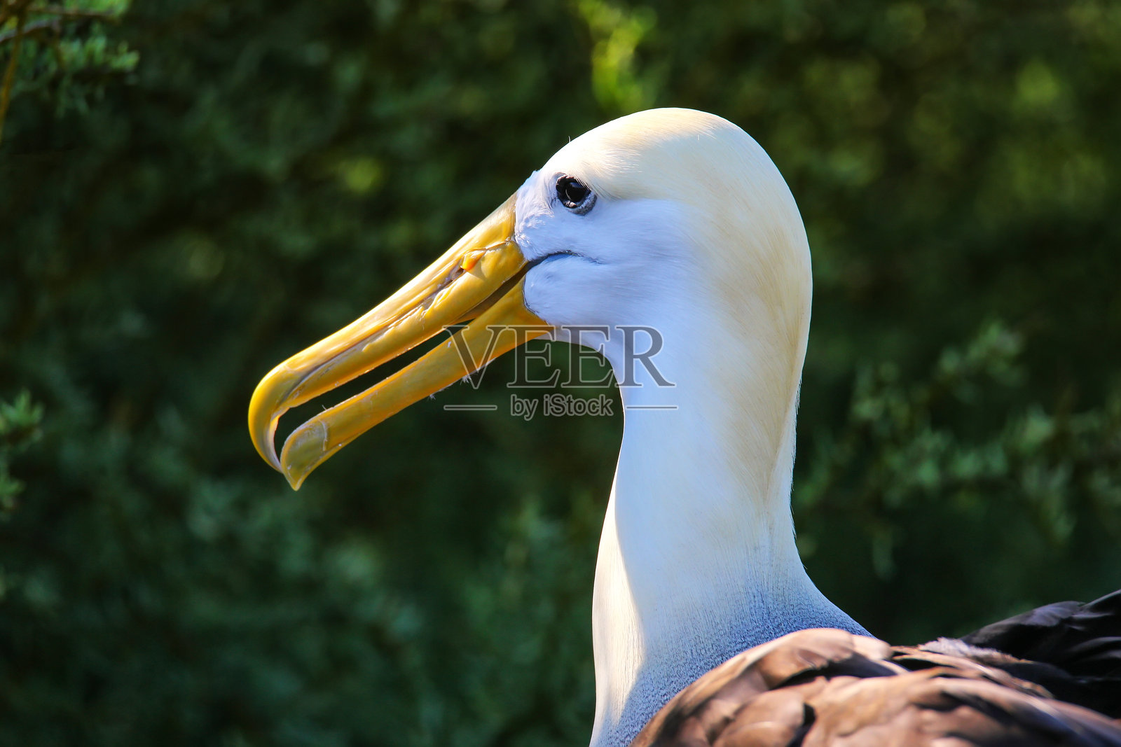 在厄瓜多尔加拉帕戈斯国家公园的埃斯帕诺拉岛上,波浪信天翁的肖像照片摄影图片