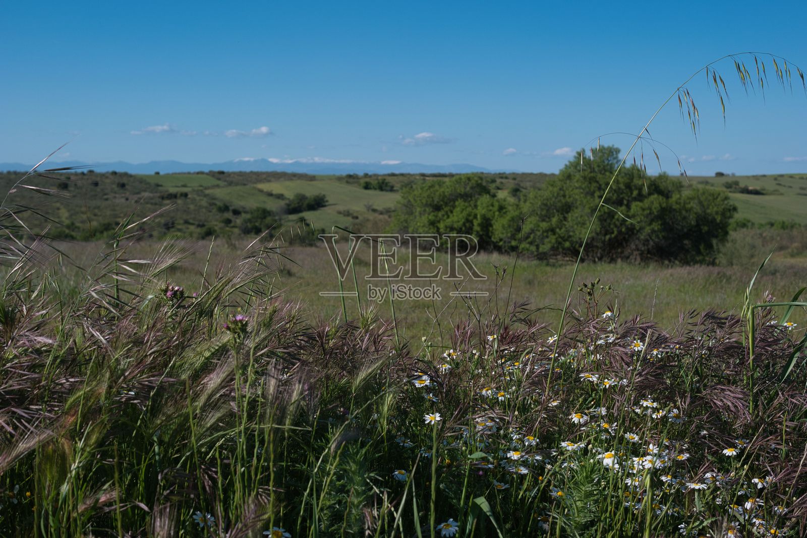 广阔的绿色田野上盛开着野花,清澈的蓝天映衬着乡村地区的晚春午后。照片摄影图片