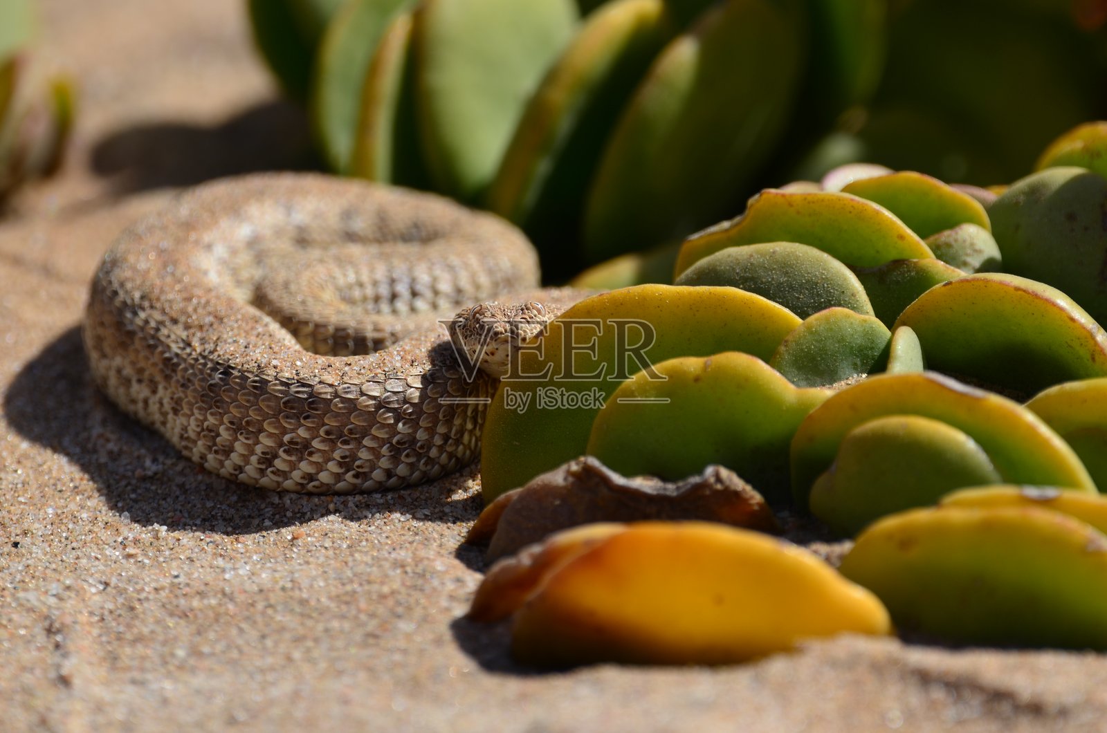 在纳米比亚沙漠中爬行的蛇照片摄影图片