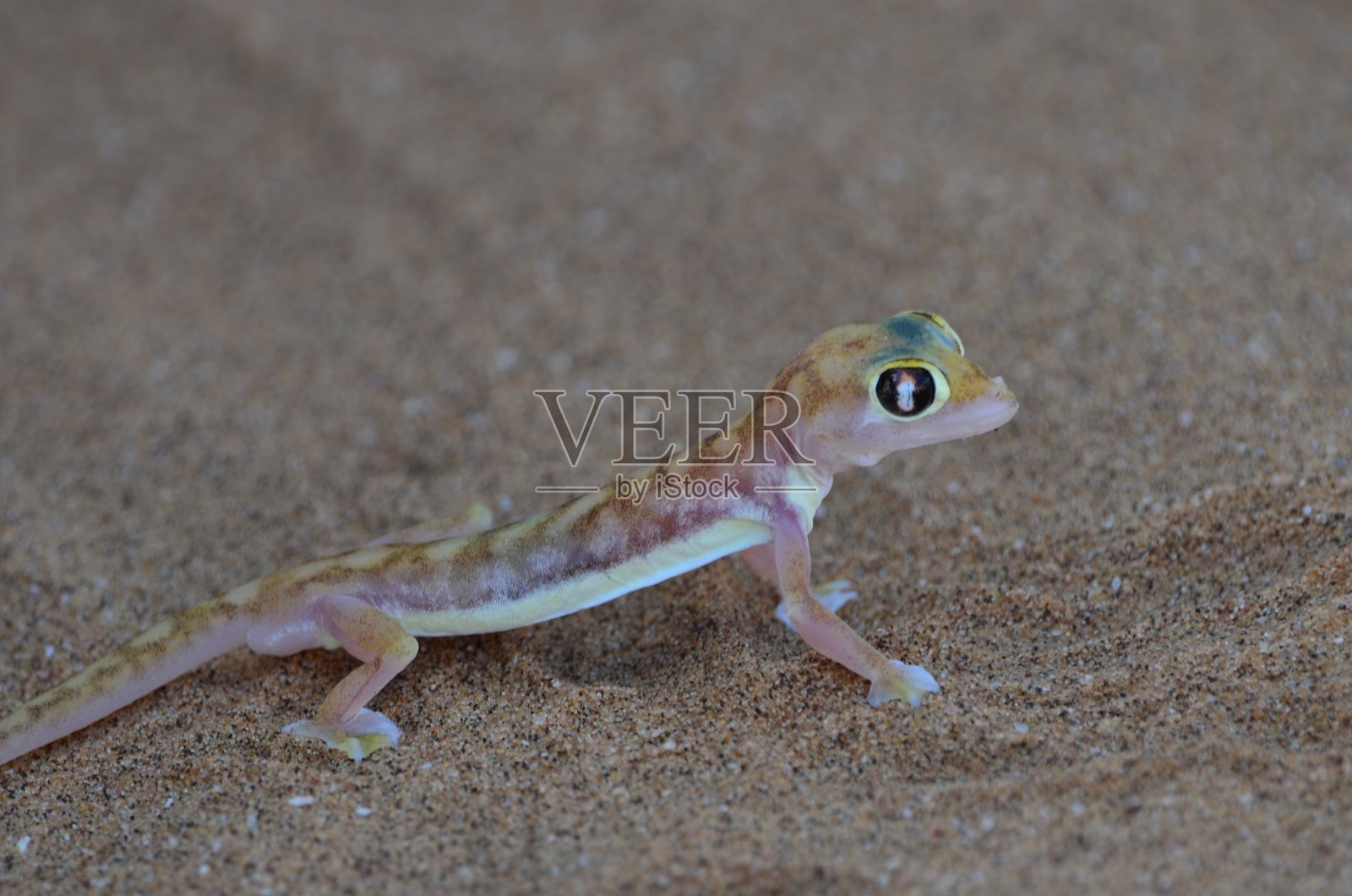 纳米比亚沙漠中的沙子上的蜥蜴照片摄影图片