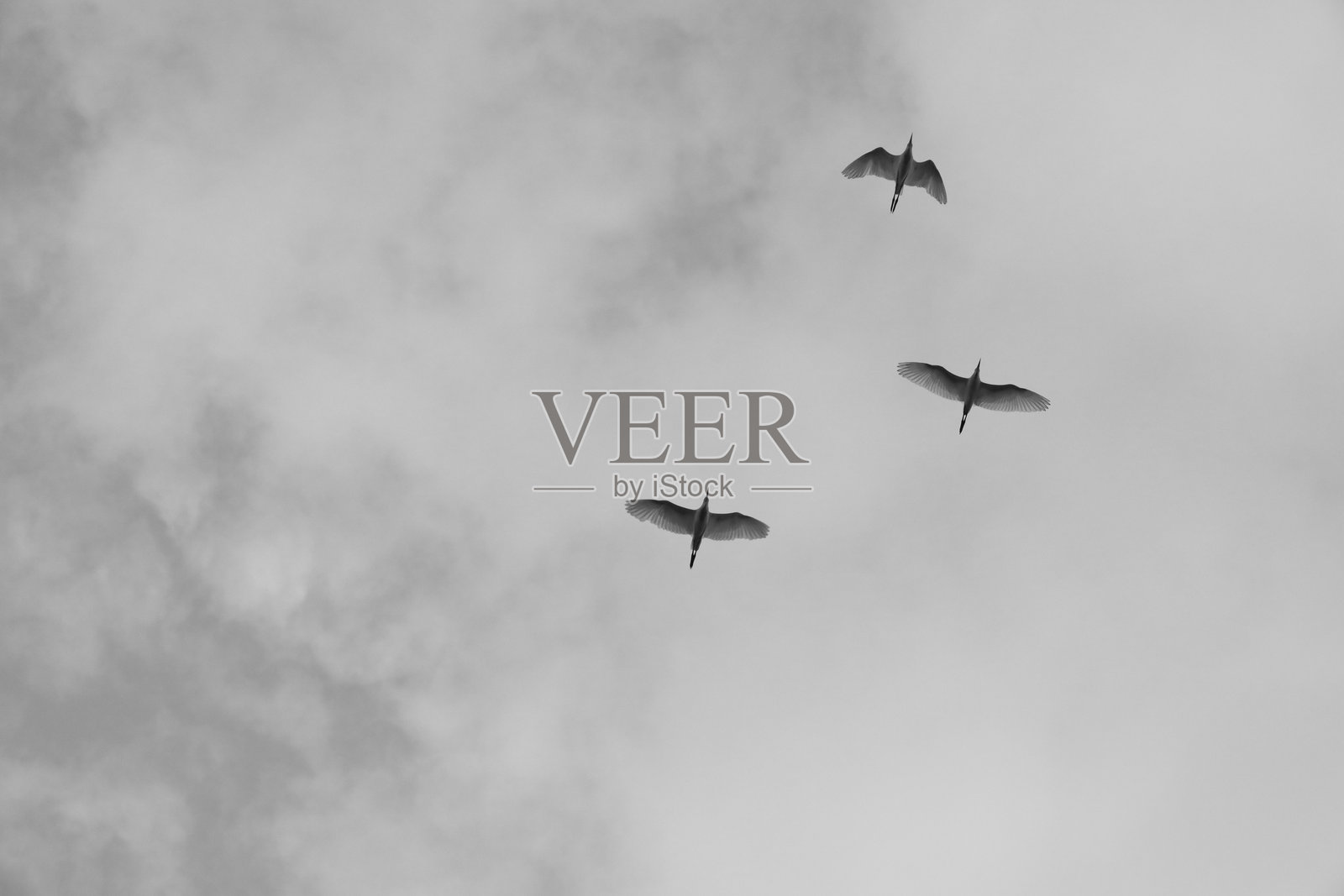 白鹭在西班牙飞翔照片摄影图片