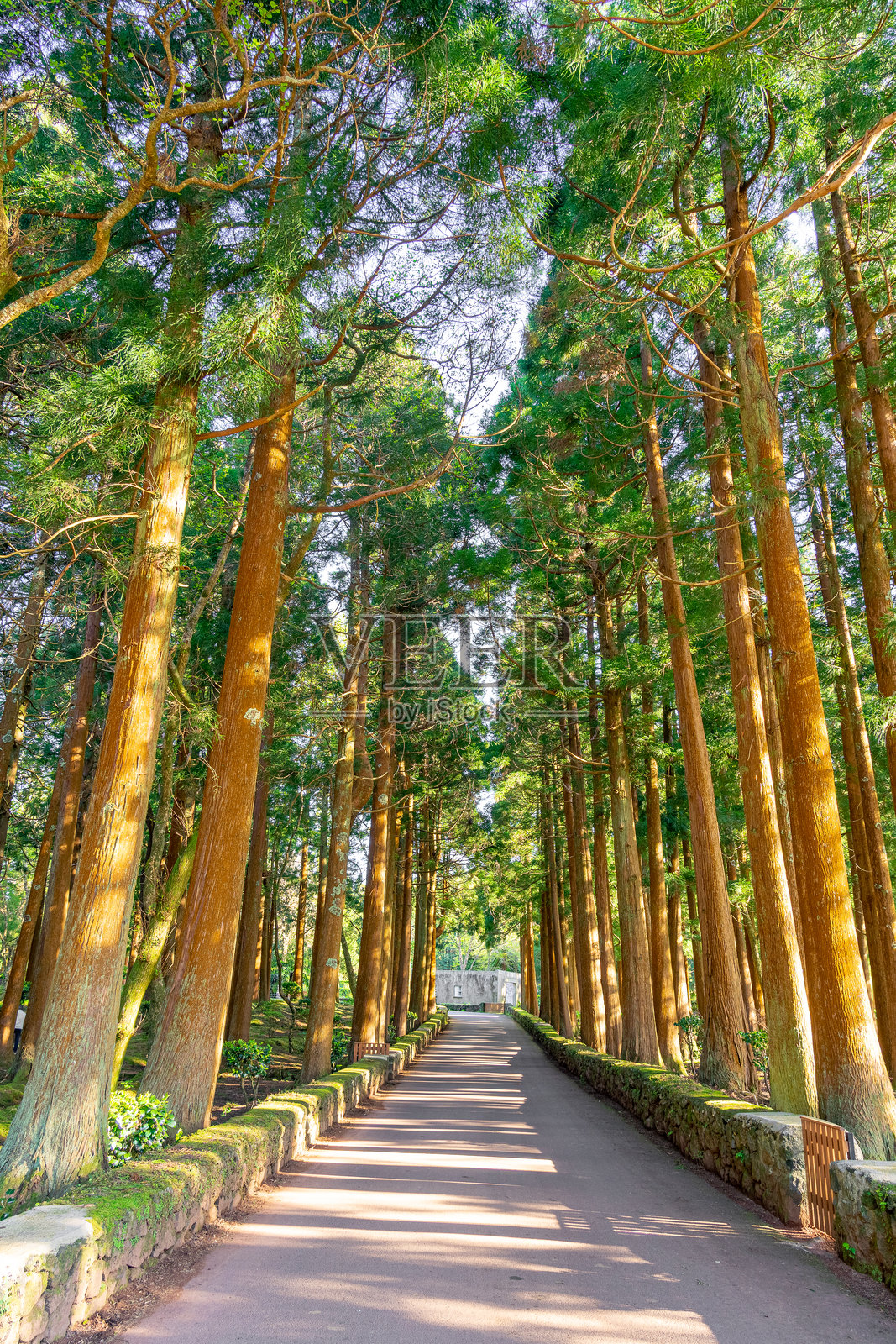 下午晚些时候,在7 Fontes森林公园里,一条被树木包围的道路。豪尔赫岛-亚速尔群岛-葡萄牙照片摄影图片