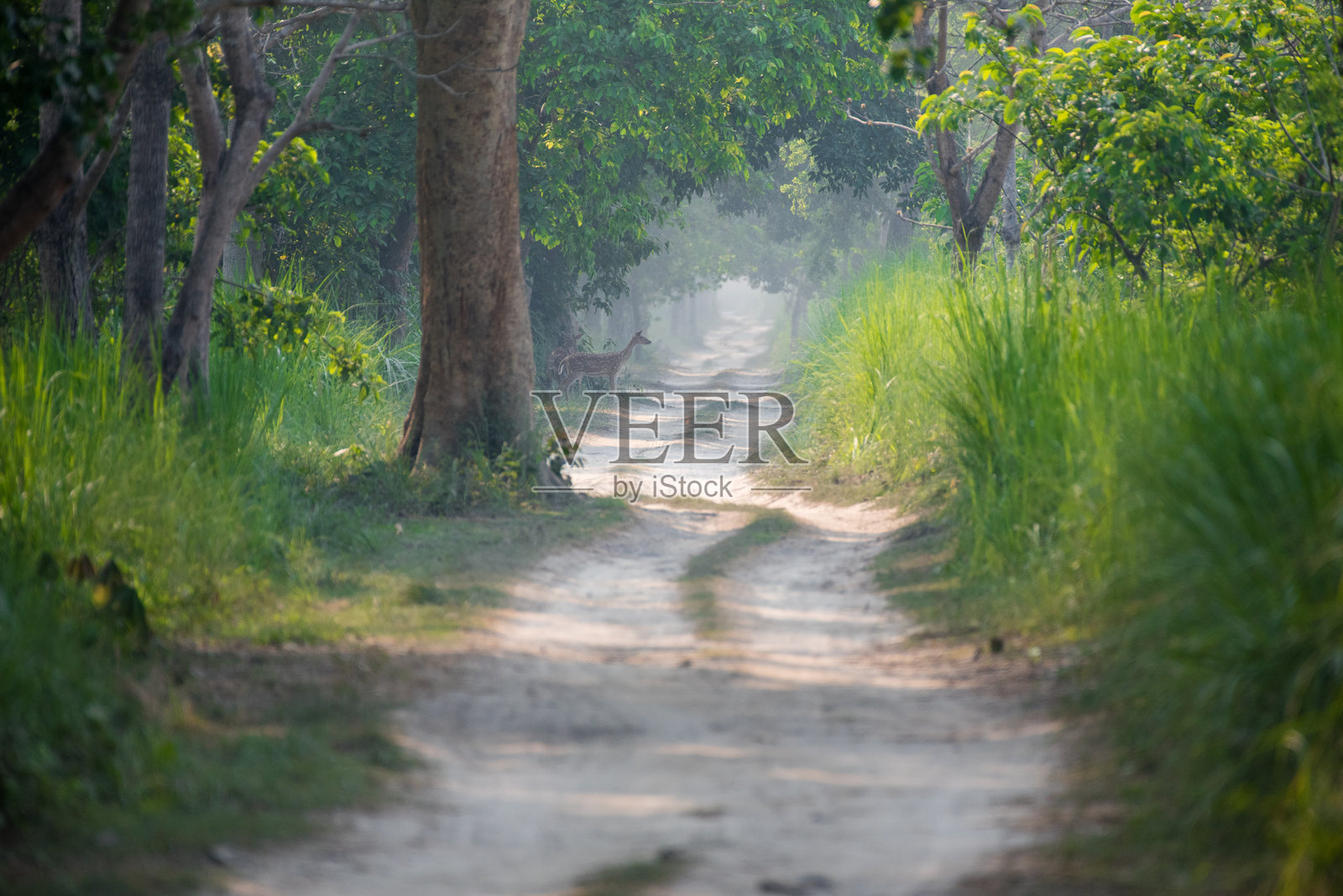 森林风景照片摄影图片