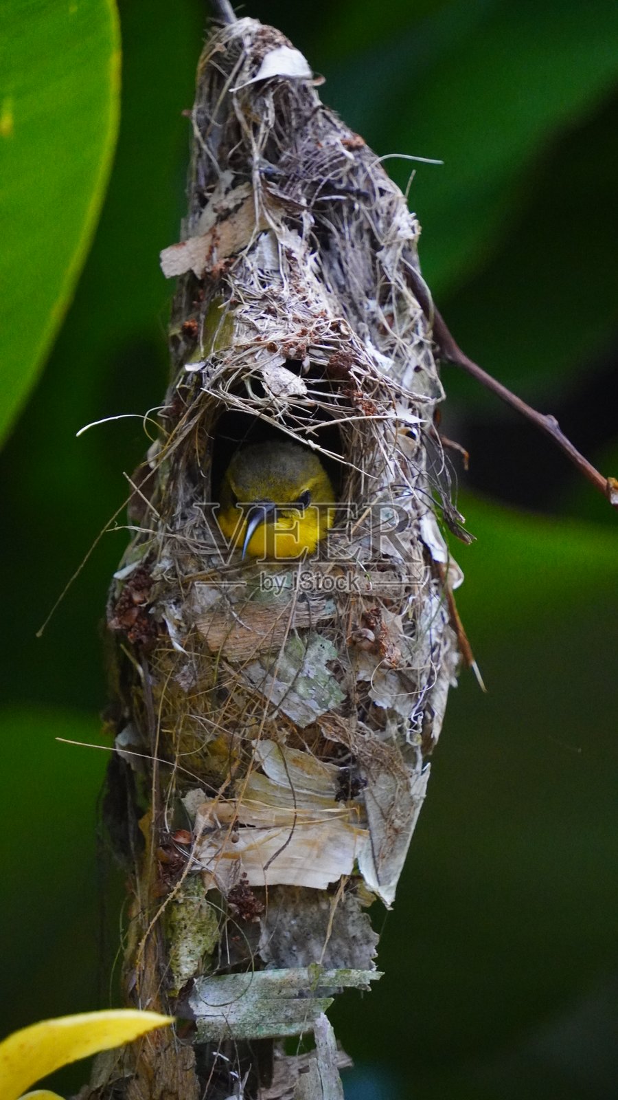 黄腹花蜜鸟照片摄影图片