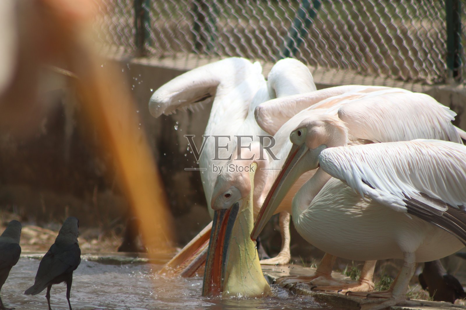 大白鹈鹕在下午旅行时的摄影照片摄影图片