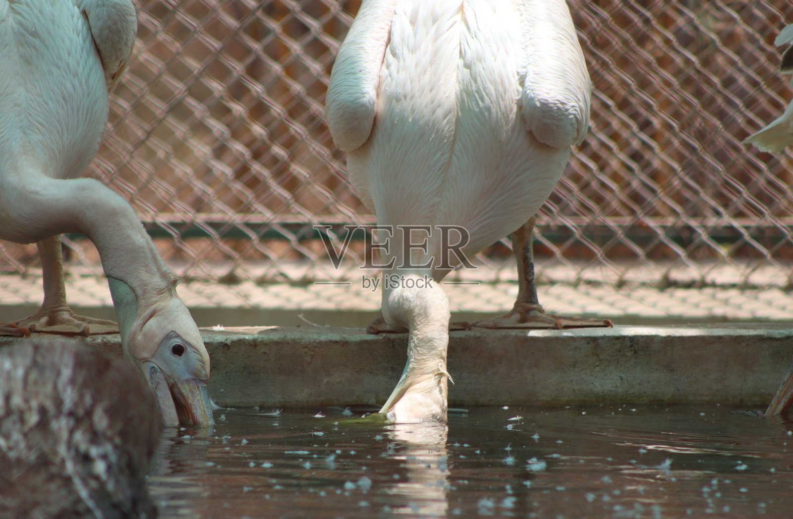 大白鹈鹕在下午旅行时的摄影照片摄影图片